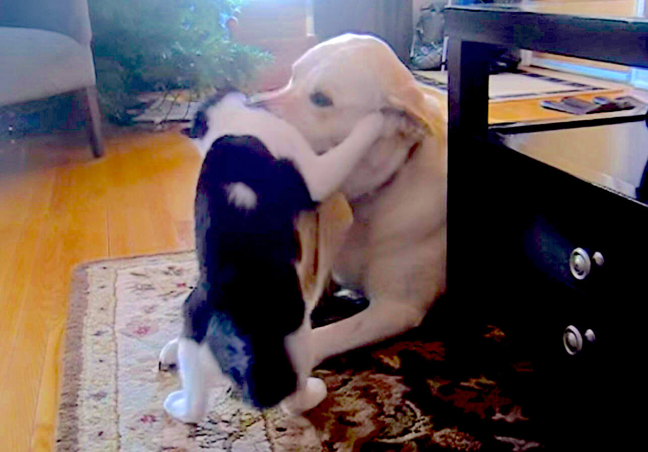 ラブラドールレトリーバー,動画