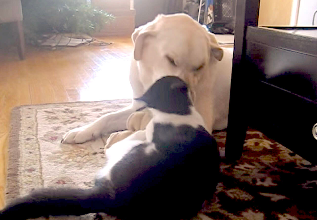 ラブラドールレトリーバー,動画