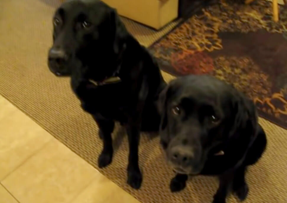 ラブラドールレトリーバー,動画