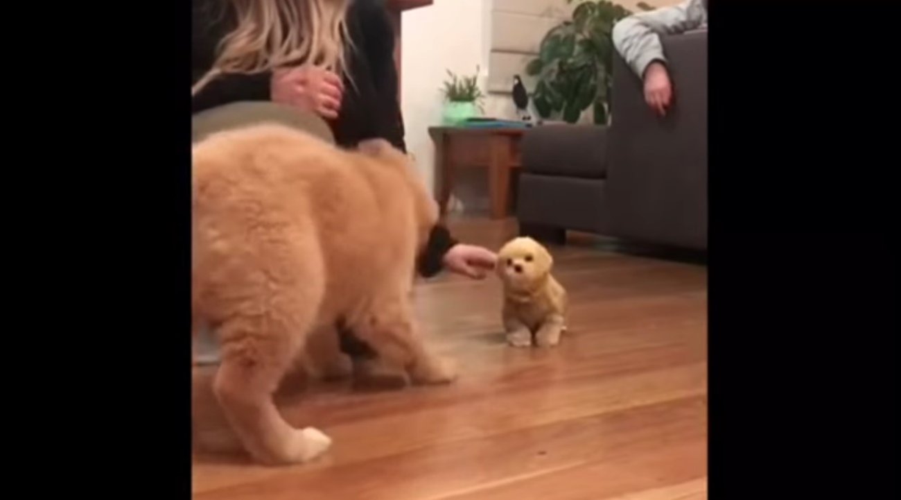 ゴールデンレトリーバー,動画