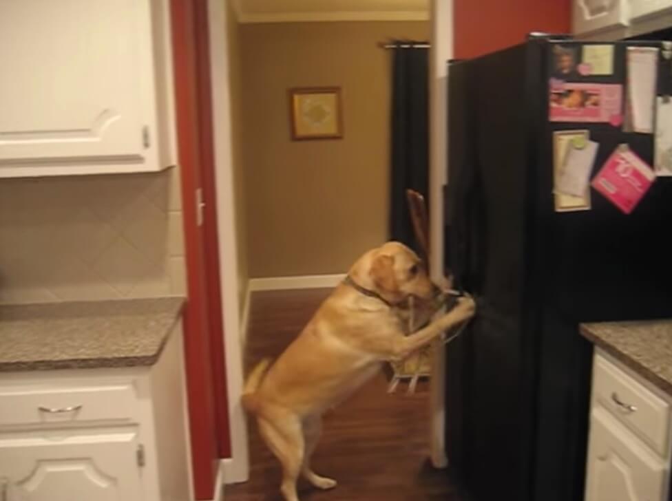 ラブラドールレトリーバー,動画