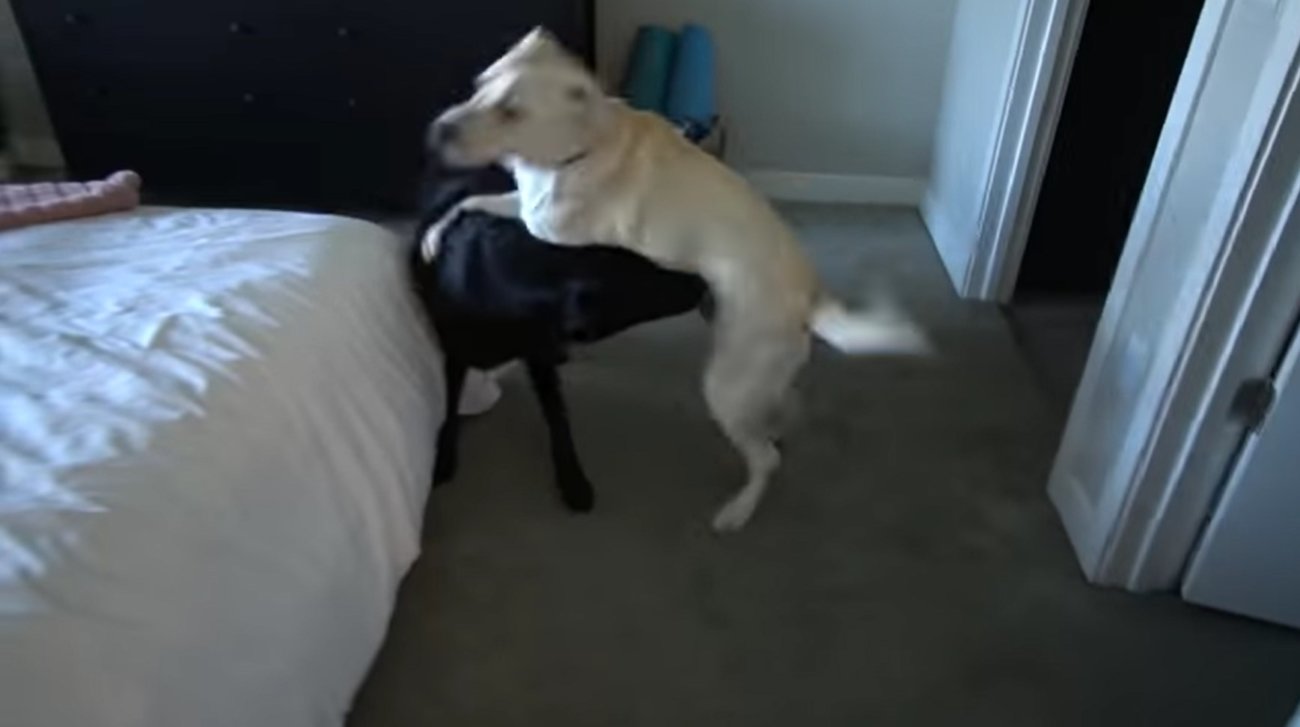 ラブラドールレトリーバー,動画