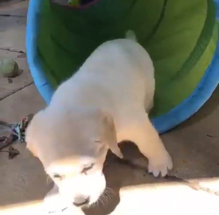 ラブラドールレトリーバー,動画