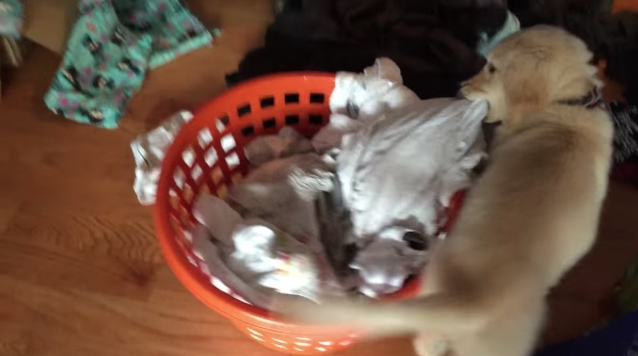 ゴールデンレトリーバー,動画