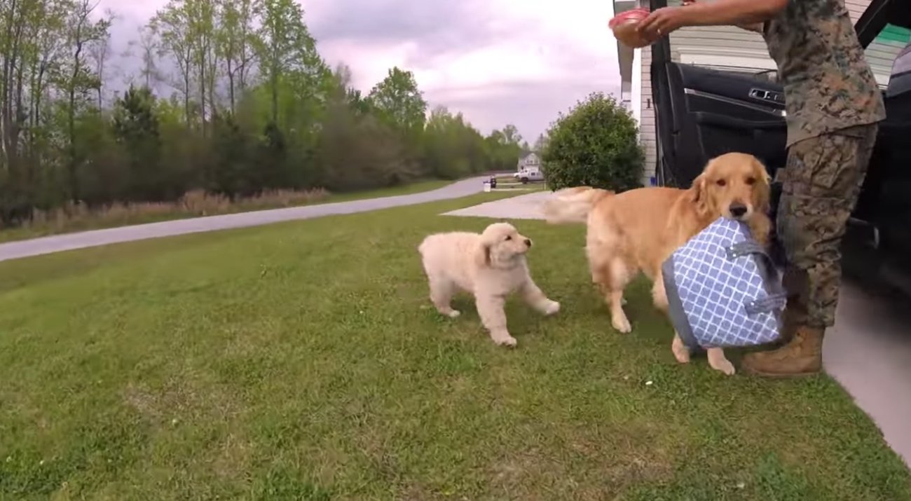 ゴールデンレトリーバー,動画