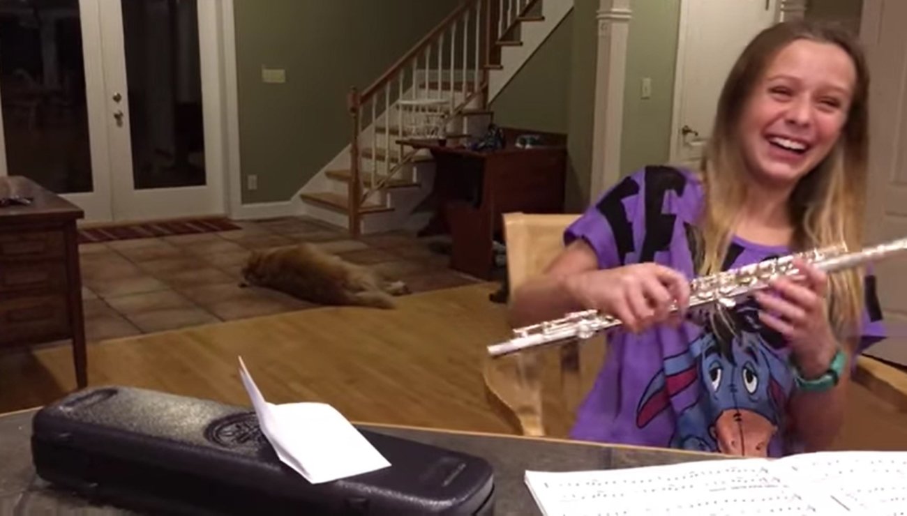 ゴールデンレトリーバー,動画