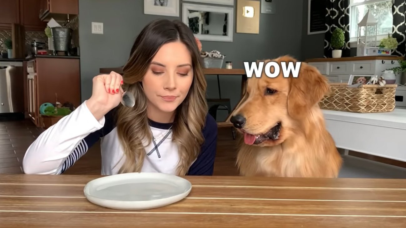 ゴールデンレトリーバー,動画