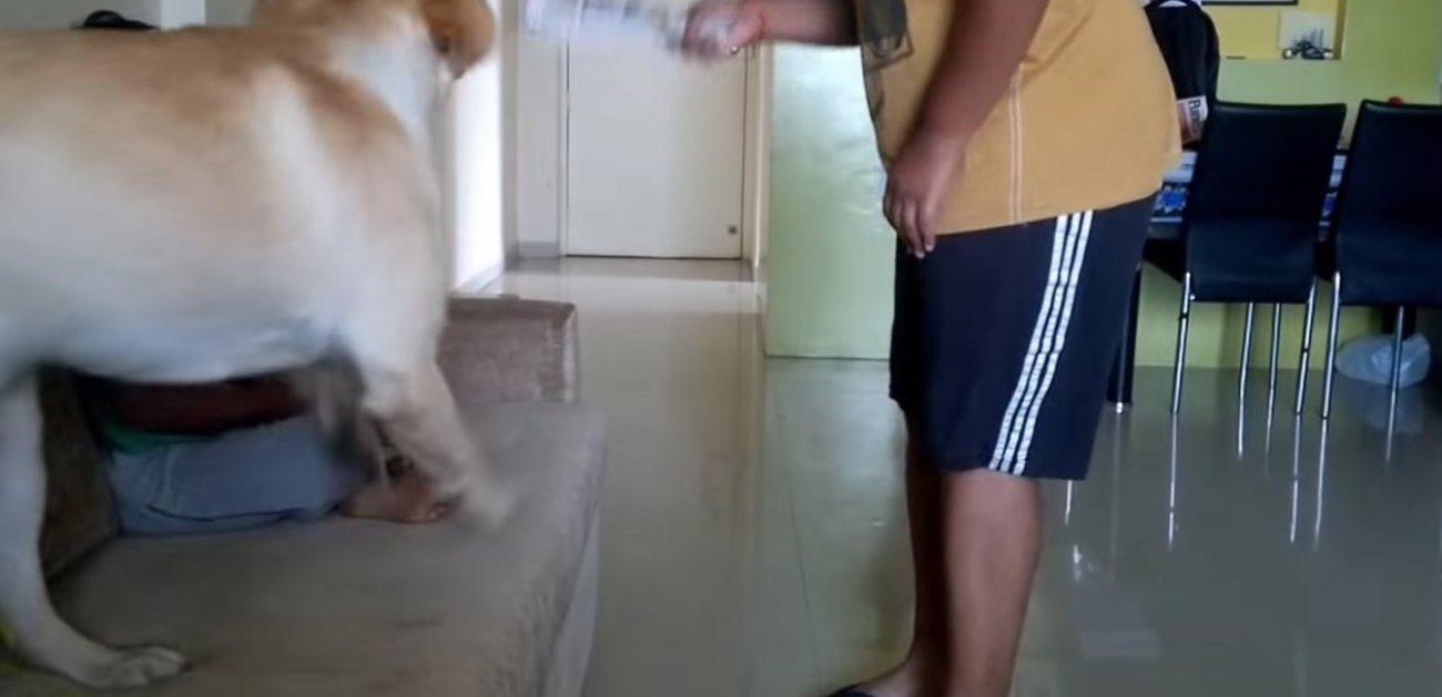 ラブラドールレトリーバー,動画