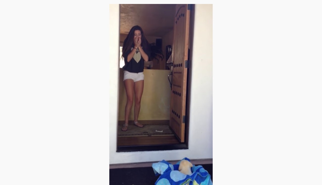 ラブラドールレトリーバー,動画