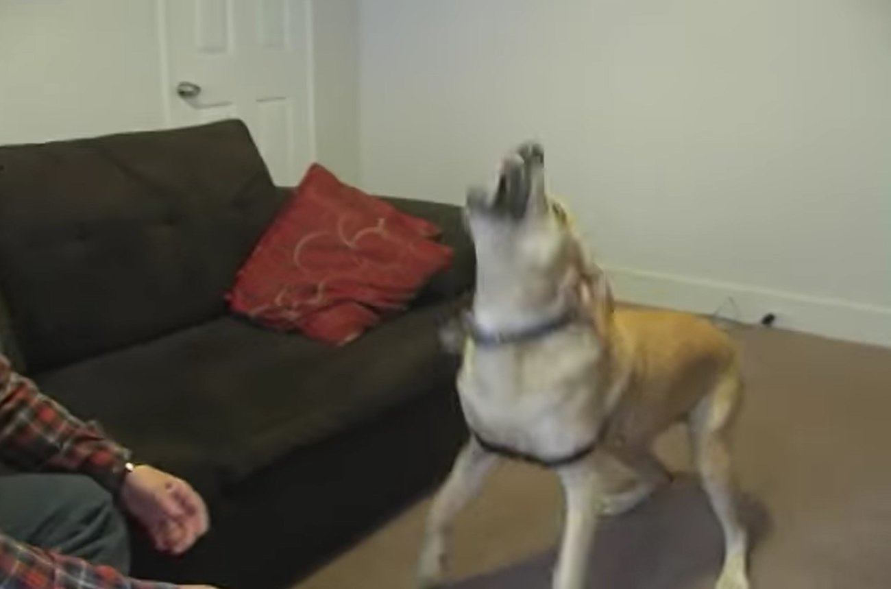 ラブラドールレトリーバー,動画