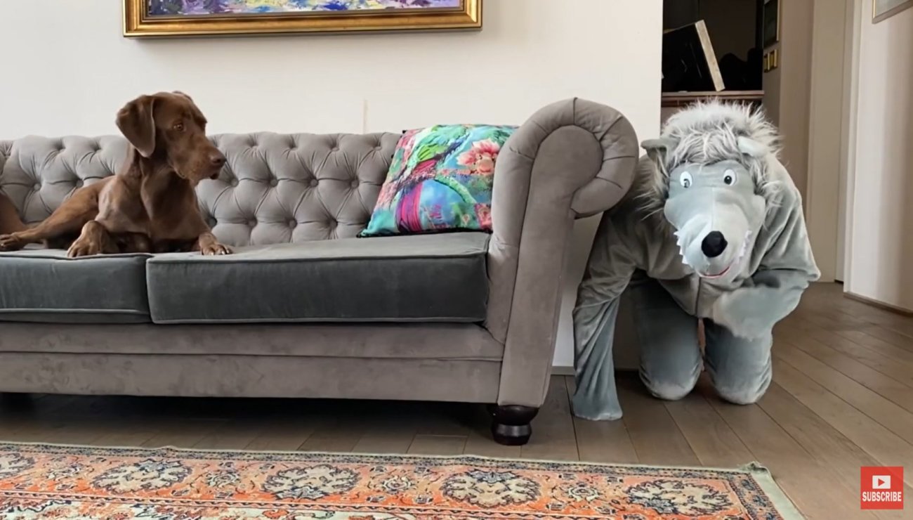 ラブラドールレトリーバー,動画