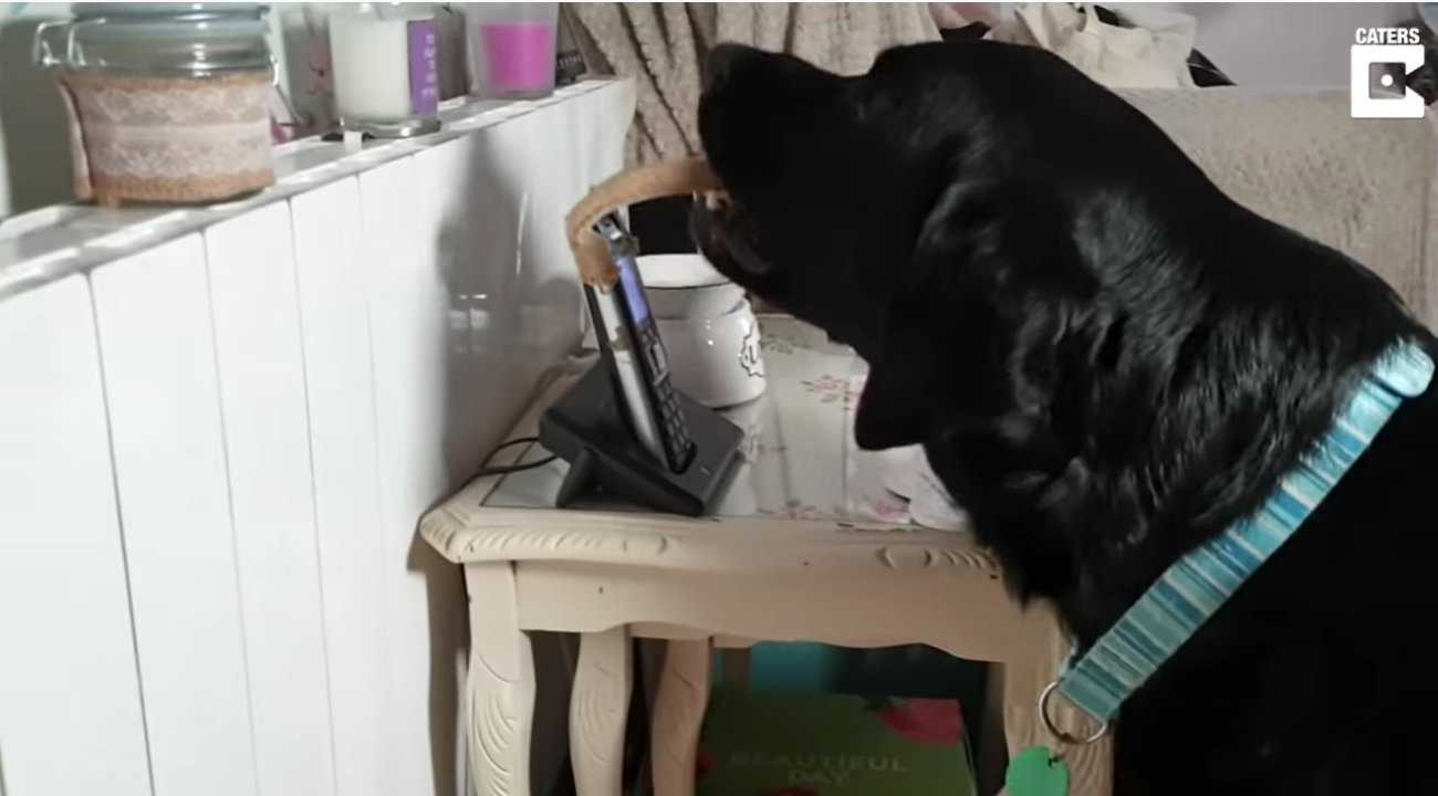 ラブラドールレトリーバー,動画