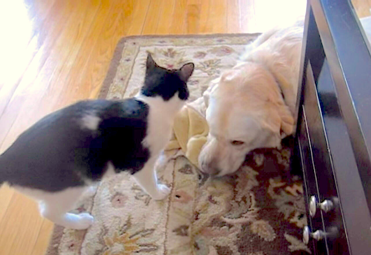 ラブラドールレトリーバー,動画