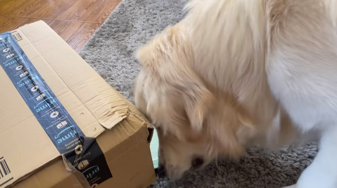 ゴールデンレトリーバー,動画