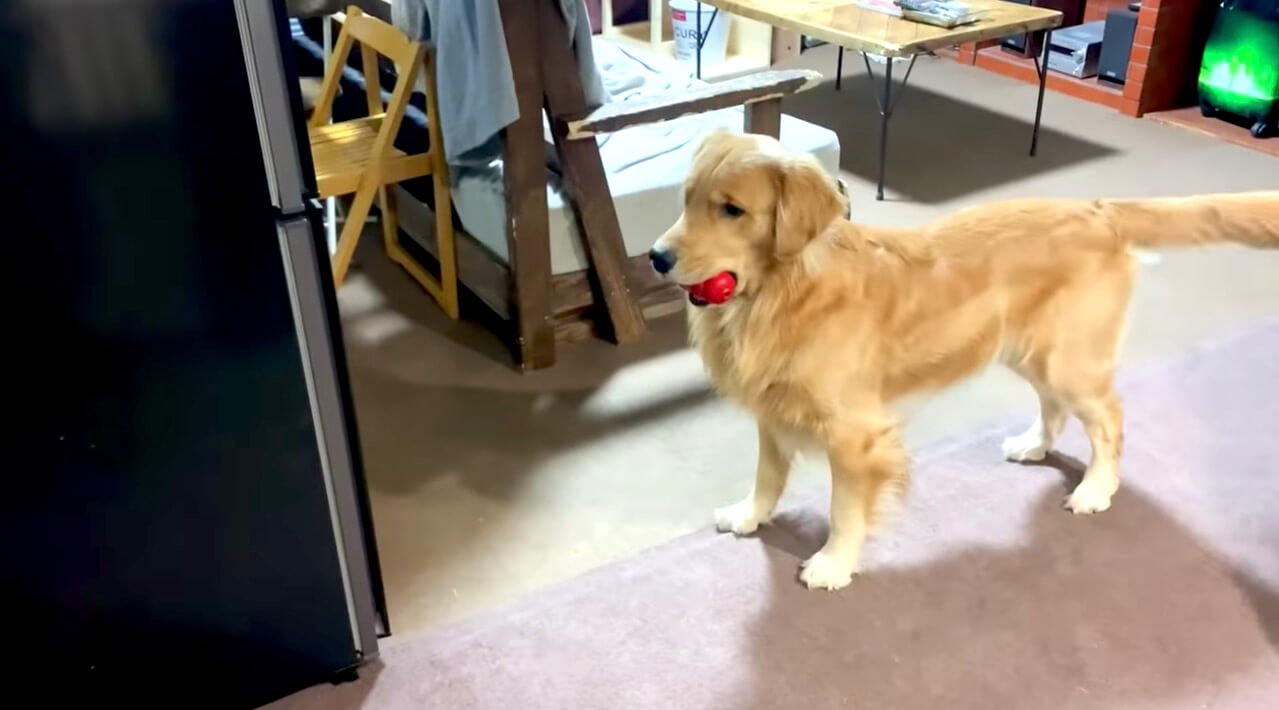 ゴールデンレトリーバー,動画