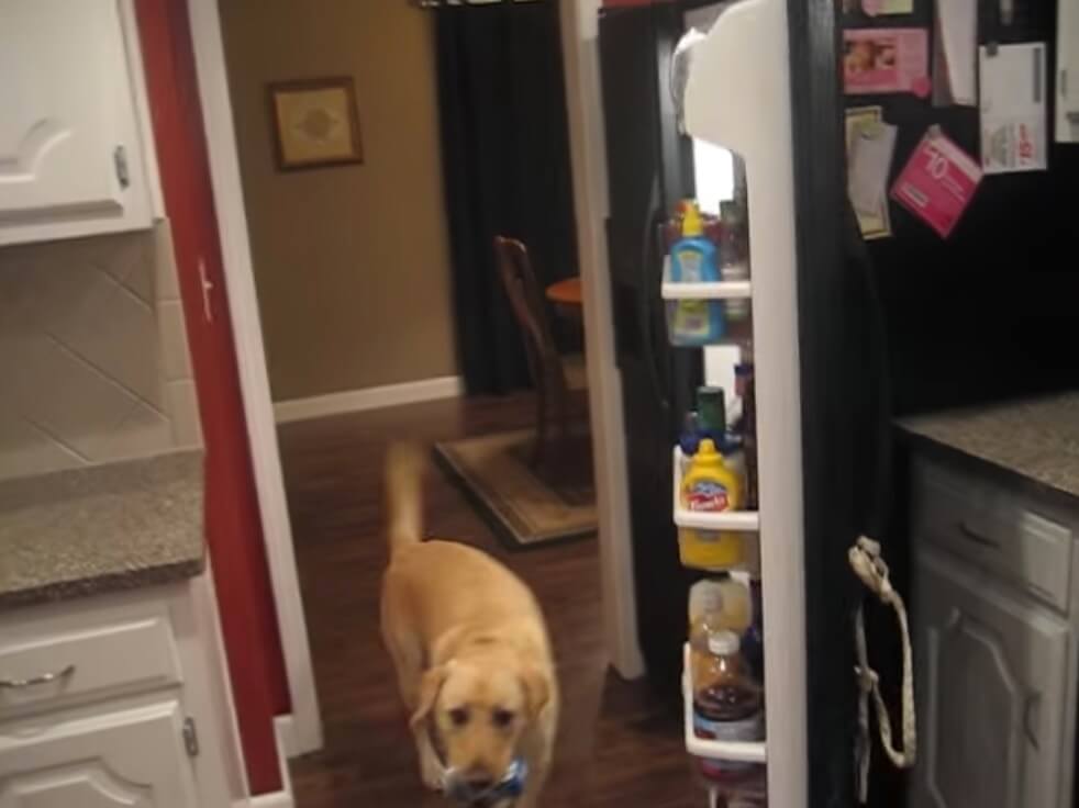 ラブラドールレトリーバー,動画