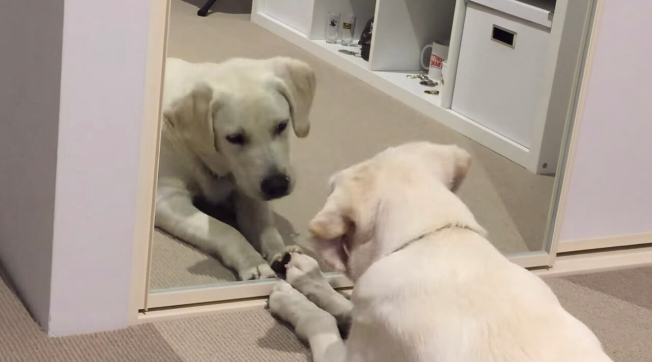 ラブラドールレトリーバー,動画