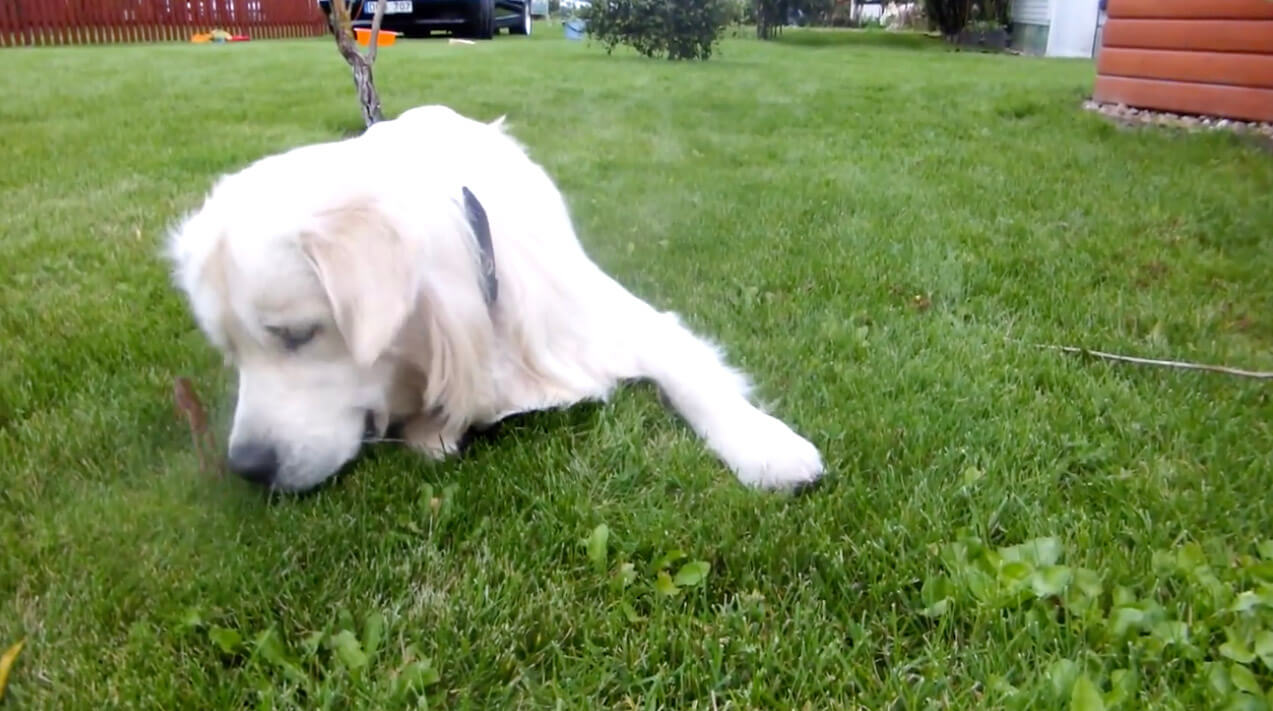 ゴールデンレトリーバー,動画