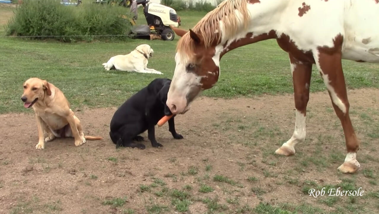 ラブラドールレトリーバー,動画