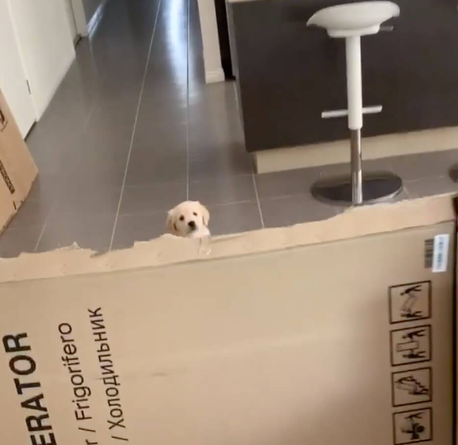 ゴールデンレトリーバー,動画