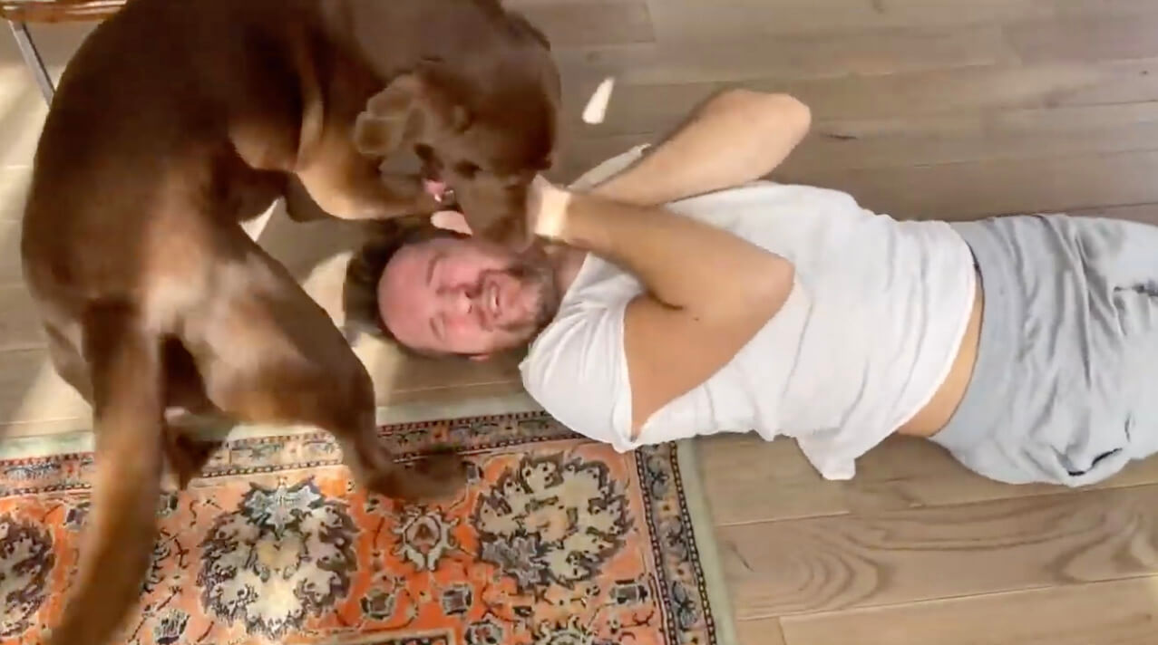 ラブラドールレトリーバー,動画