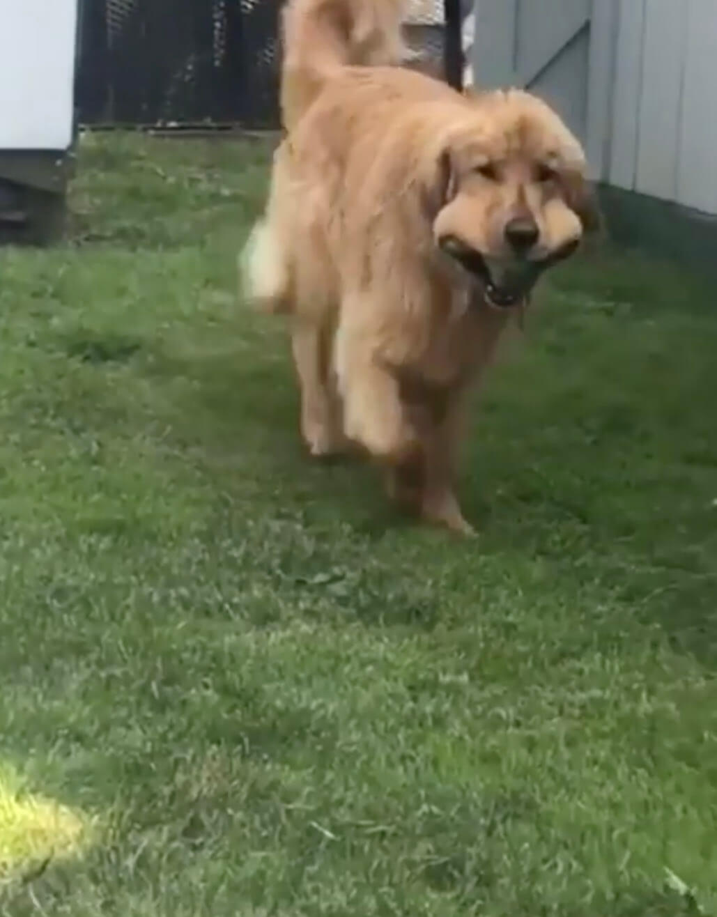 ゴールデンレトリーバー,動画