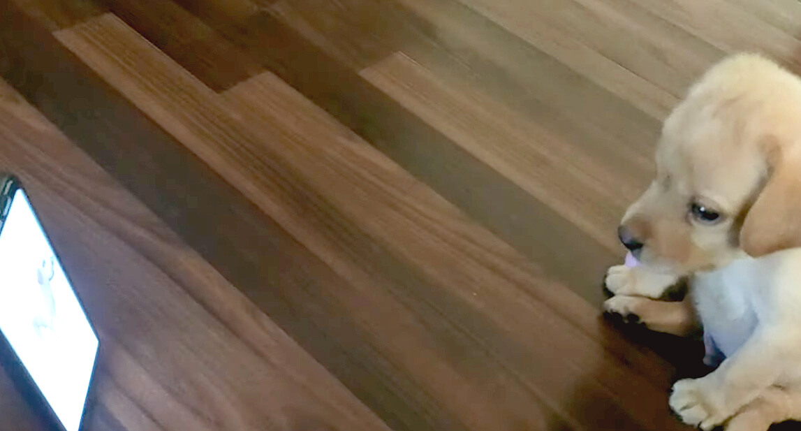 ラブラドールレトリーバー,動画