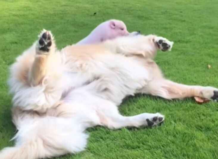 ゴールデンレトリーバー,動画