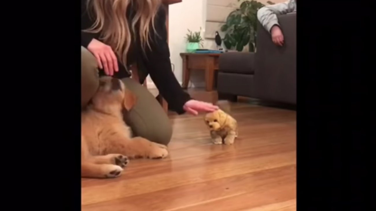 ゴールデンレトリーバー,動画