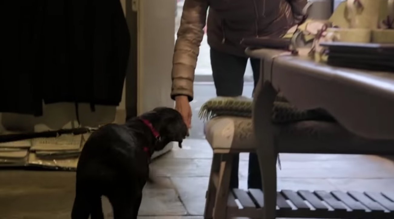 ラブラドールレトリーバー,動画