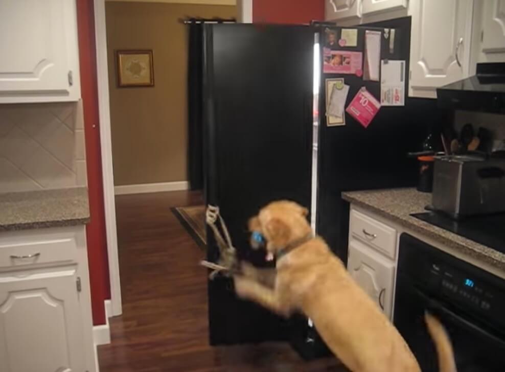 ラブラドールレトリーバー,動画