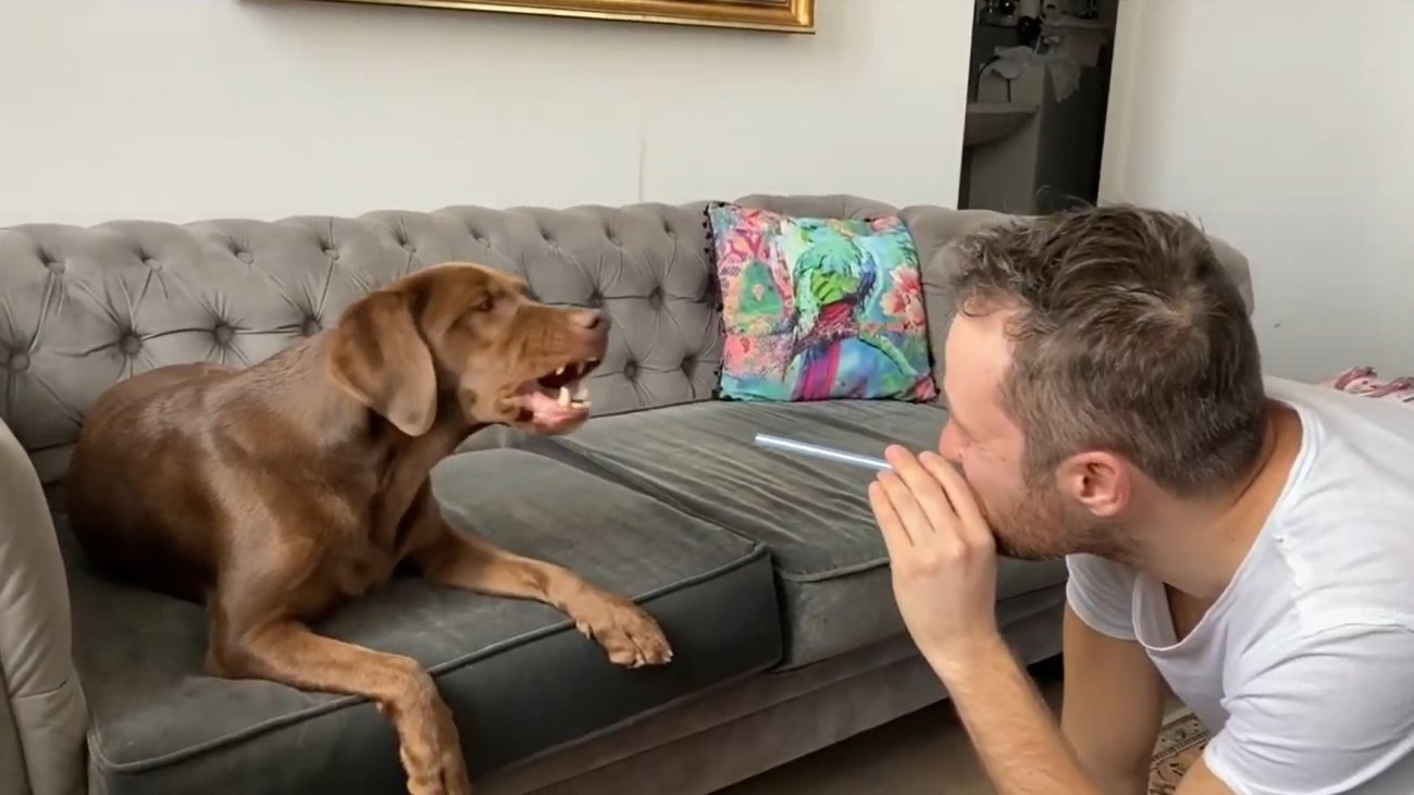 ラブラドールレトリーバー,動画