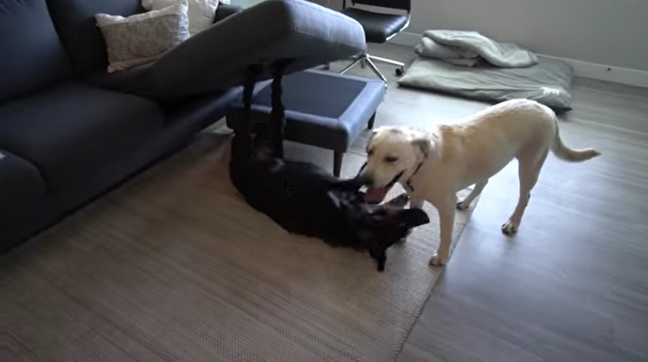 ラブラドールレトリーバー,動画