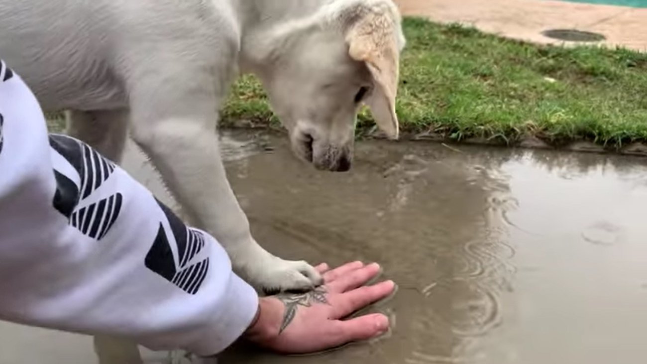 ラブラドールレトリーバー,動画