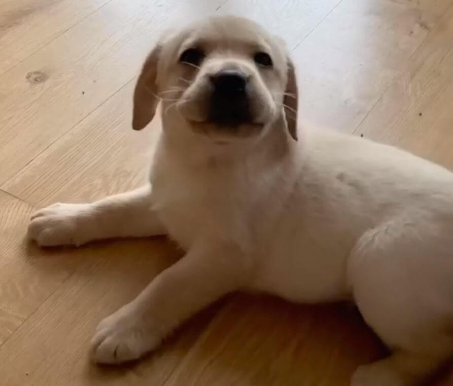 ラブラドールレトリーバー,動画