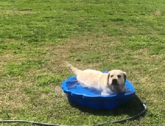 ラブラドールレトリーバー,動画