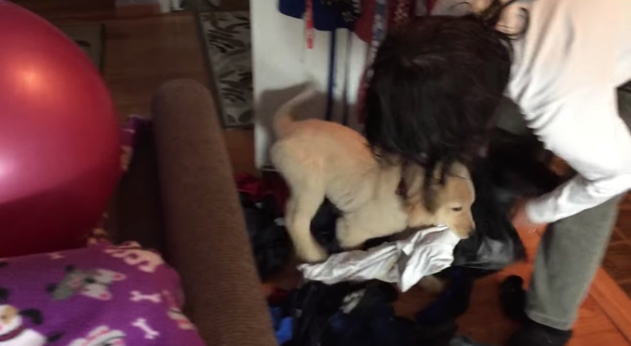 ゴールデンレトリーバー,動画