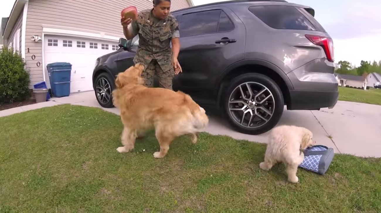 ゴールデンレトリーバー,動画