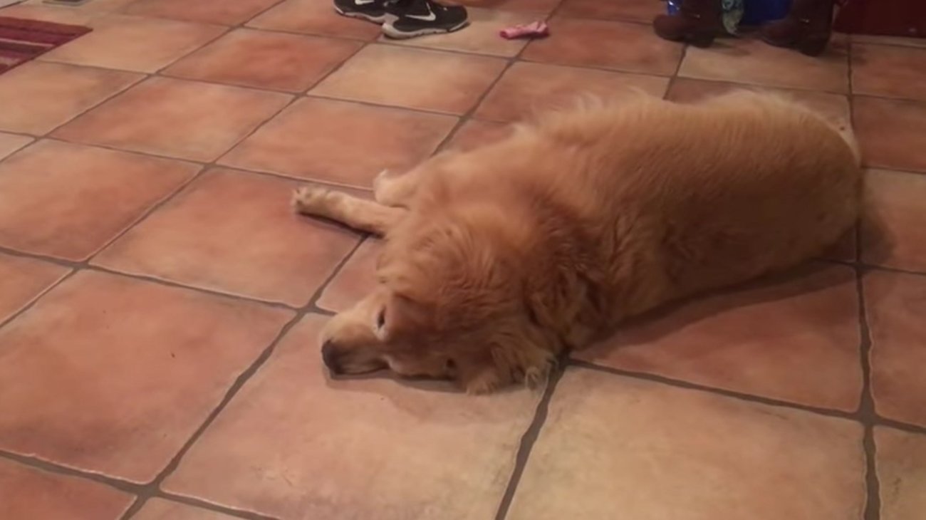 ゴールデンレトリーバー,動画