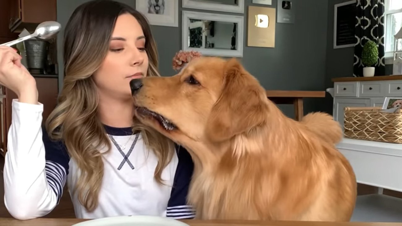 ゴールデンレトリーバー,動画