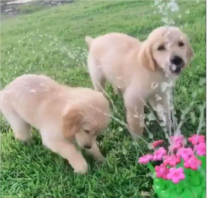 ゴールデンレトリーバー,動画