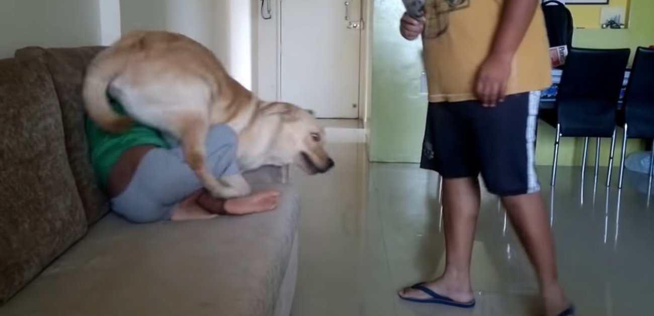 ラブラドールレトリーバー,動画