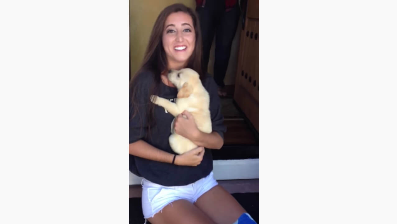 ラブラドールレトリーバー,動画