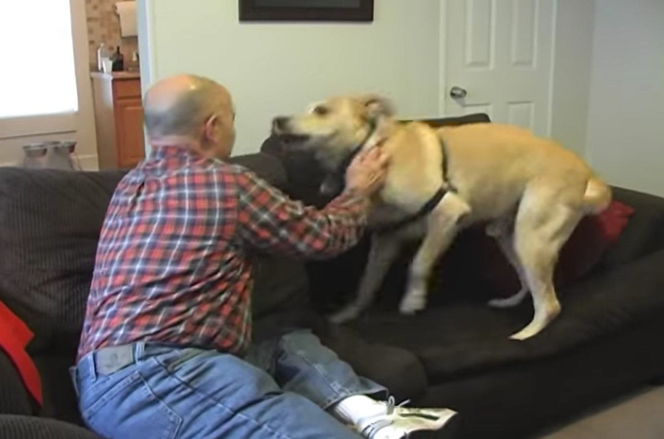 ラブラドールレトリーバー,動画