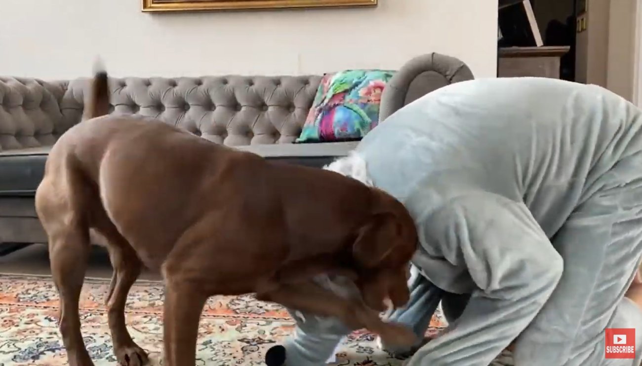 ラブラドールレトリーバー,動画