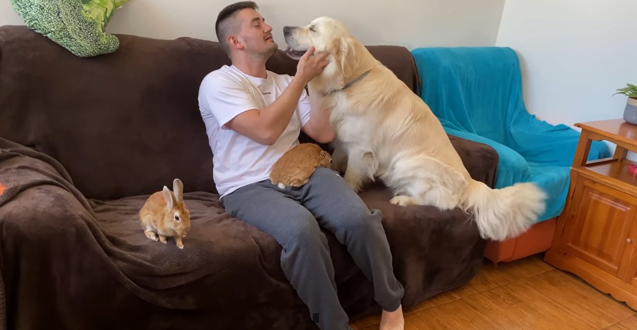 ゴールデンレトリーバー,動画