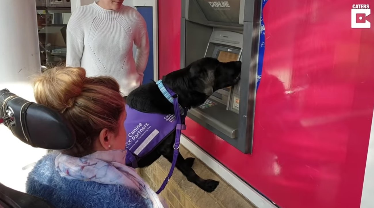 ラブラドールレトリーバー,動画