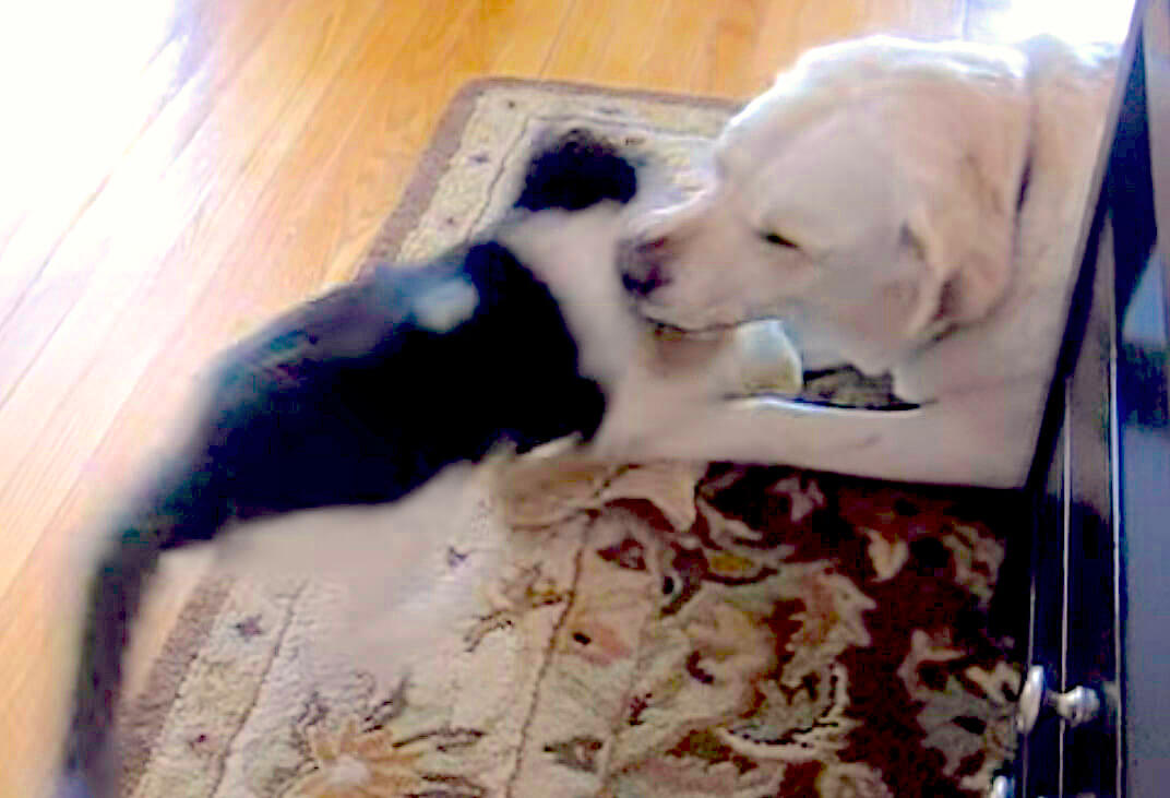 ラブラドールレトリーバー,動画