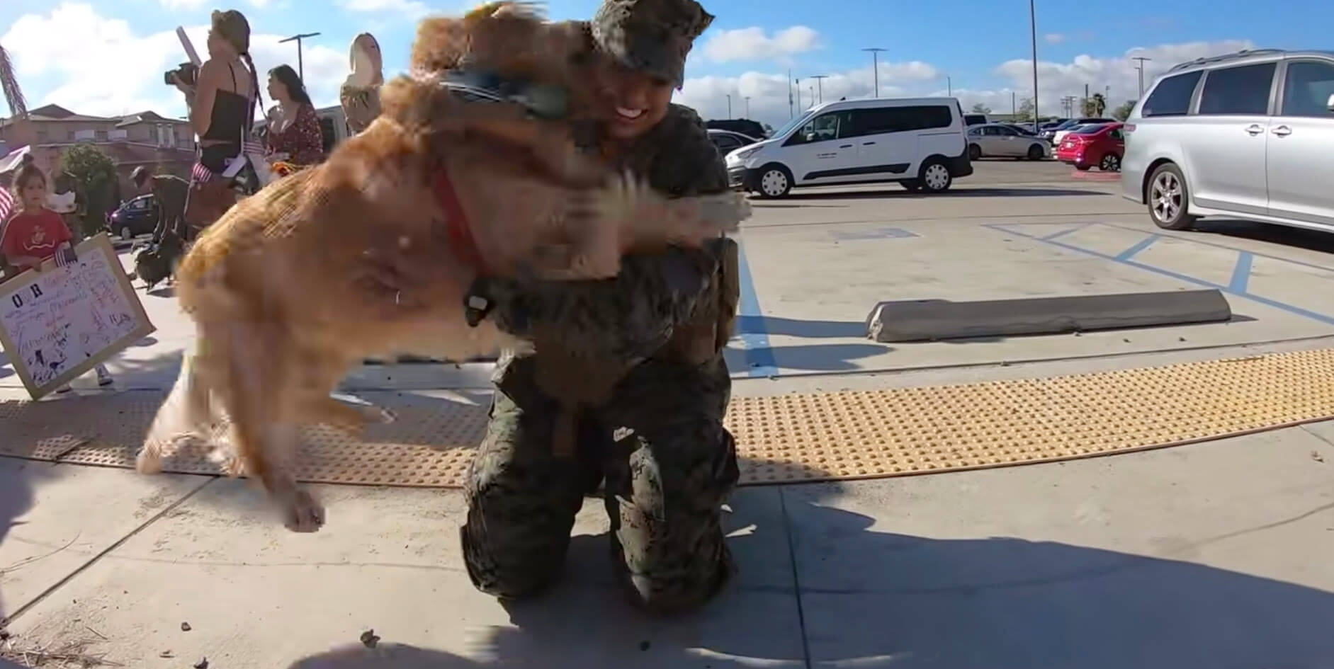 ゴールデンレトリーバー,動画