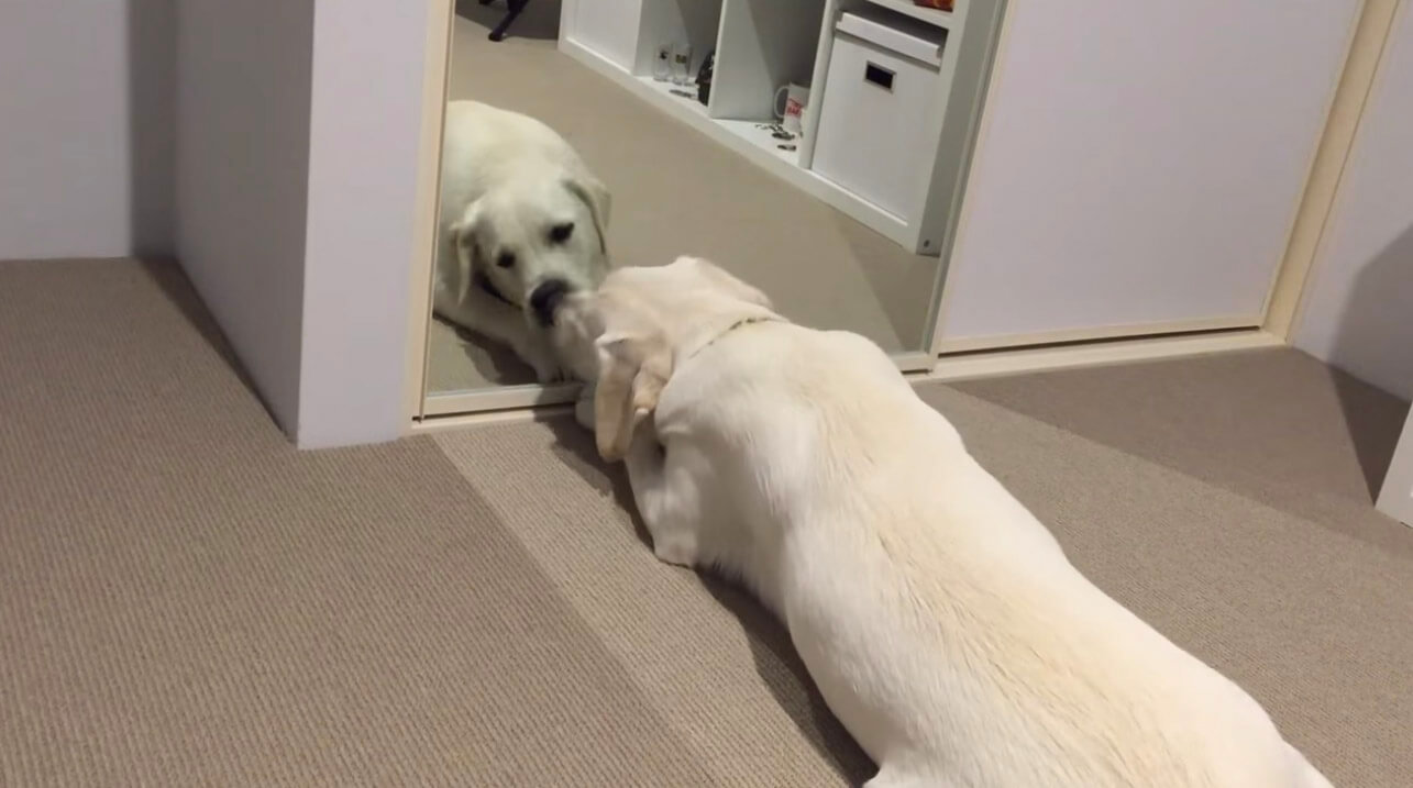 ラブラドールレトリーバー,動画